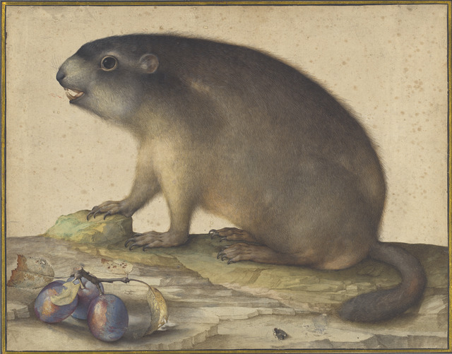 Jacopo Ligozzi