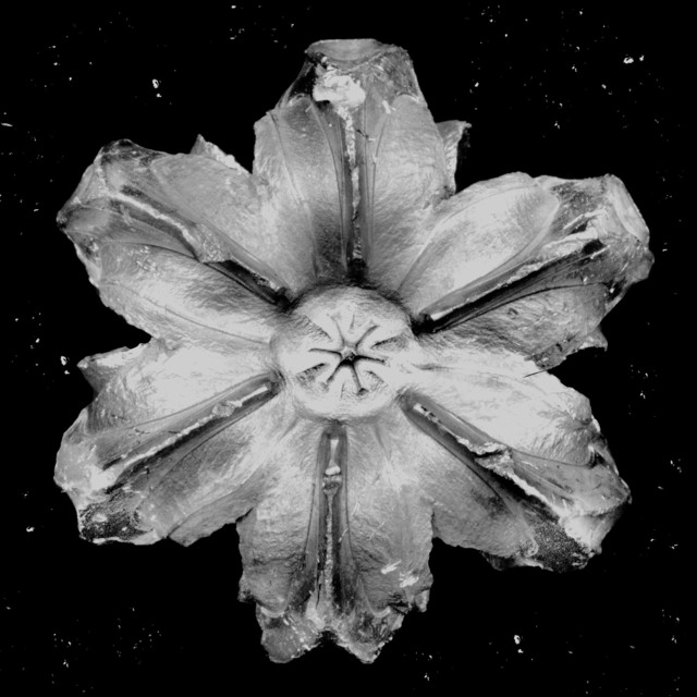 Rubem Robierb, ‘Power Flower N-1 (Silver on Black)’, 2016, Mixed Media, Hand-painted silkscreen on canvas, Taglialatella Galleries