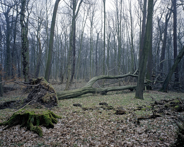 Nicolas Grospierre, ‘Arboretum #1’, 2009, Alarcón Criado