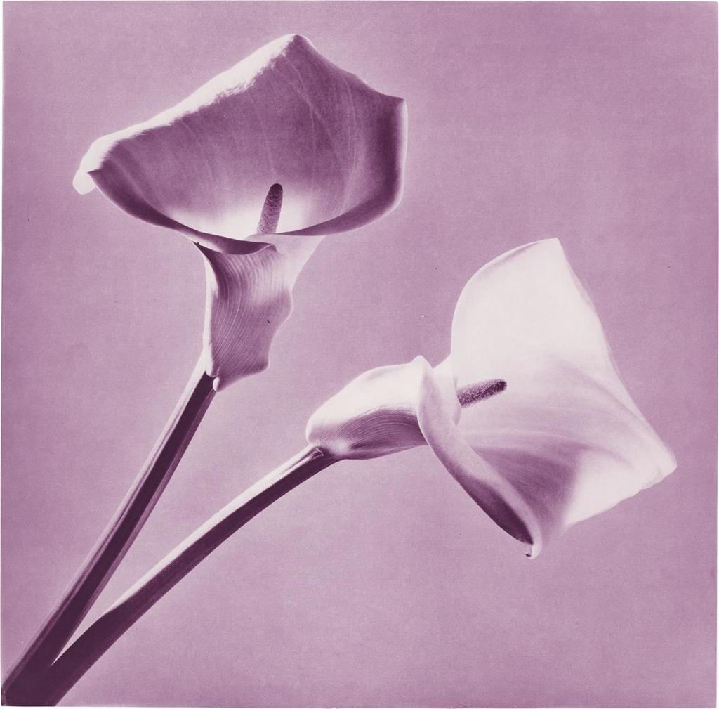 Robert Mapplethorpe - Calla Lilies