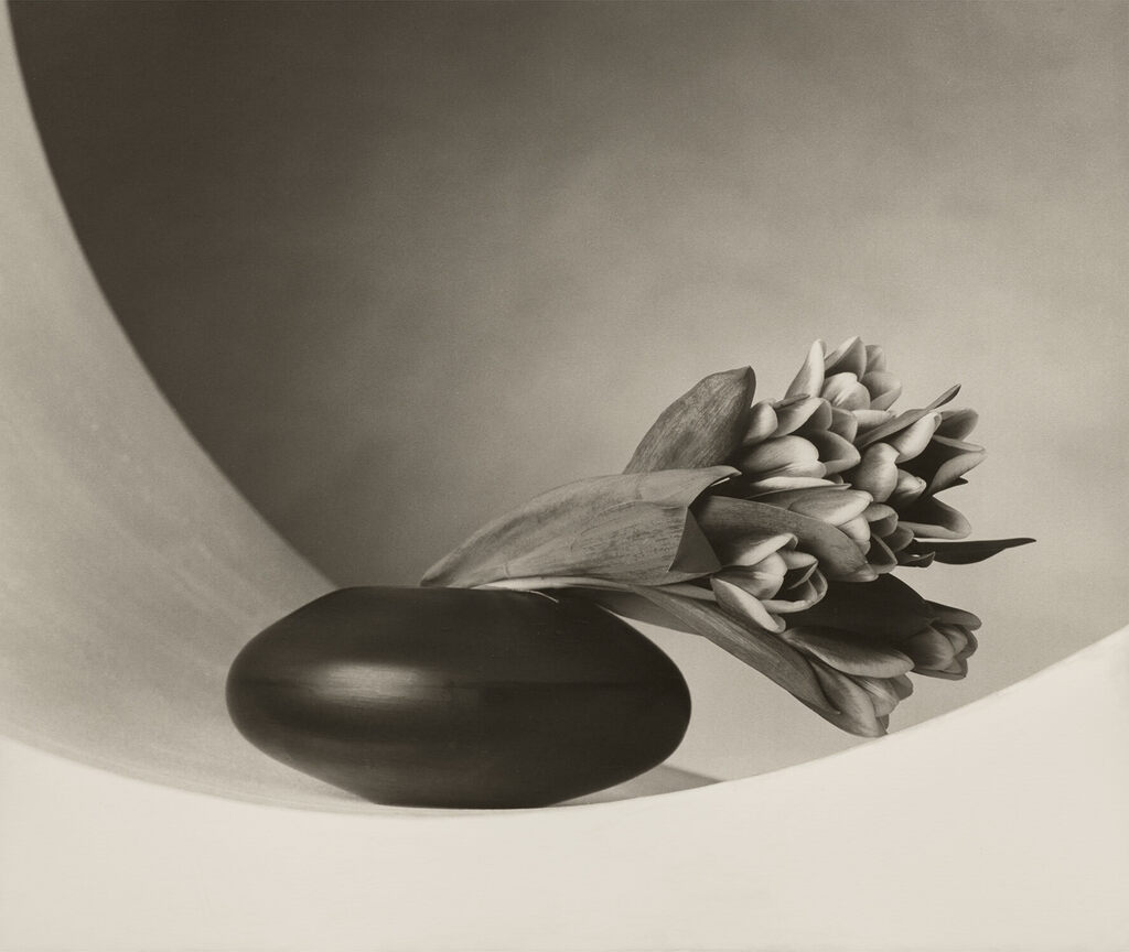 Robert Mapplethorpe - Tulips