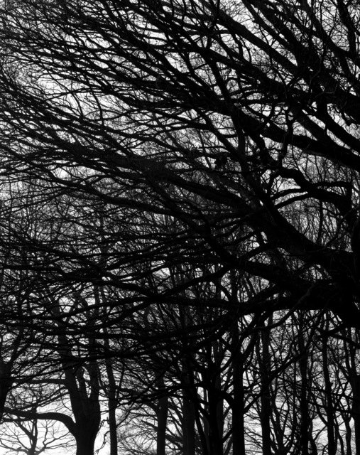 Hélène Binet, ‘Winter Hampstead Heath, London’, 2012, Photography, Hand printed b/w silver gelatin, ammann//gallery
