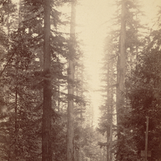 William Henry Jackson