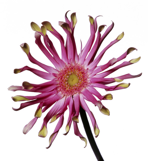 Michael Zeppetello, ‘Gerberia Daisy’, 2018, Photography, Hahnemuehle Photo Rag Baryta Paper, Almond & Co.