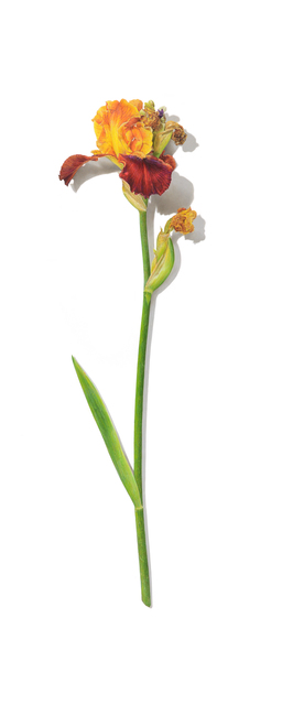 David Morrison, ‘Iris Drawing’, 2019, Garvey | Simon