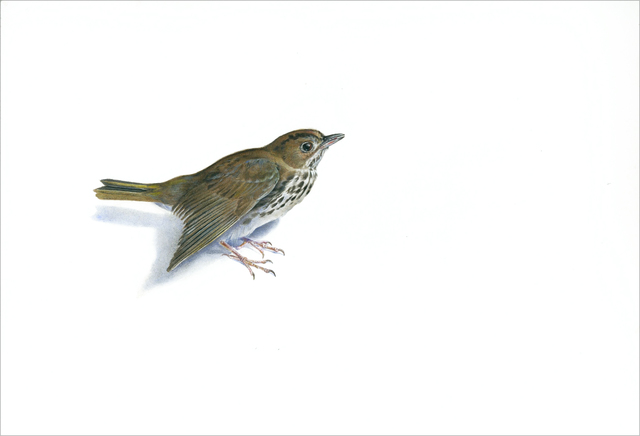Kevin King, ‘Ovenbird Warbler’, 2014, Jason McCoy Gallery