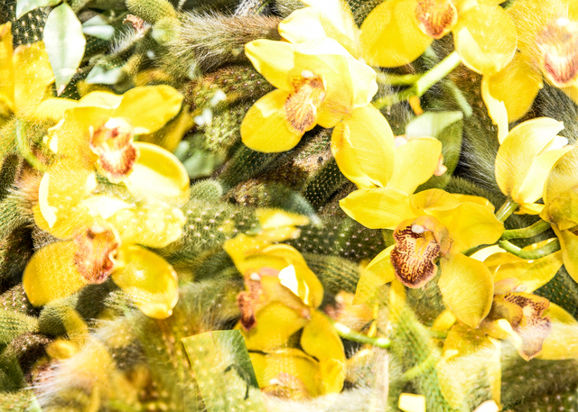 Dolly Faibyshev, ‘Crazy in the Sunlight’, 2018, Photography, Digital c-print, Uprise Art