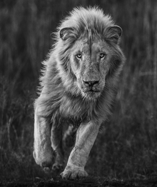 David Yarrow, ‘Thor’, 2018, Fineart Oslo