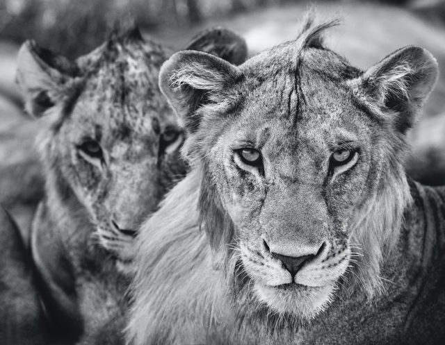 David Yarrow, ‘The Boys Are Back in Town’, 2019, Isabella Garrucho Fine Art