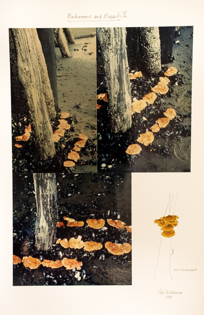 Peter Arthur Hutchinson, ‘Mushrooms and Mussels II’, 1970, Gaa Gallery