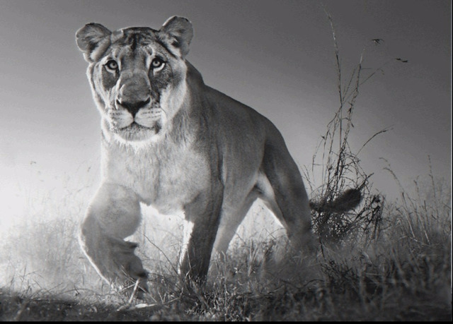 David Yarrow, ‘Dawn Run’, Isabella Garrucho Fine Art