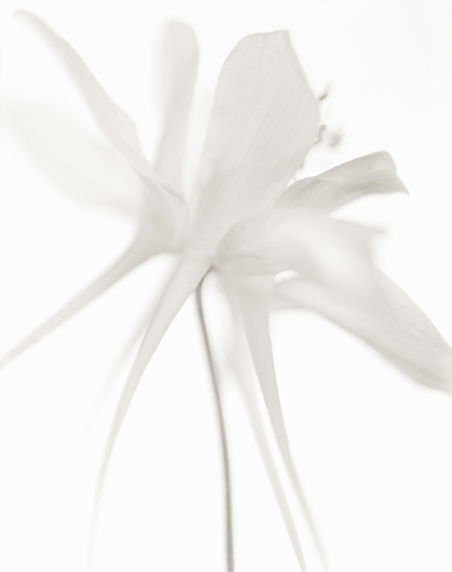 Yumiko Izu, ‘Secret Garden Blanc 95’, 2009, Howard Greenberg Gallery