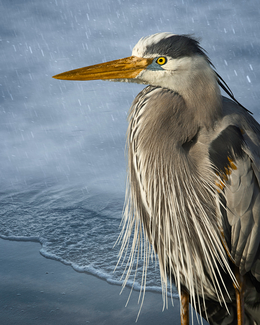 Cheryl Medow, ‘Great Blue in the Rain’, 2014, Photography, Archival pigment print, PDNB Gallery
