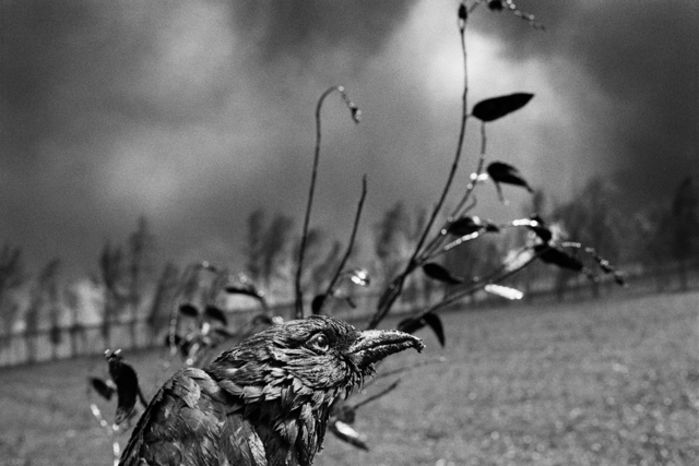 Sebastião Salgado, ‘Kuwait’, 1991, Robert Klein Gallery