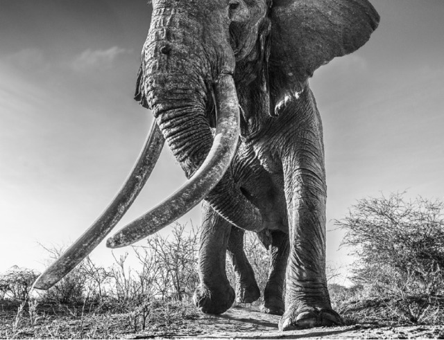 David Yarrow, ‘Lugard’, 2017, Photography, Archival Pigment Print, Maddox Gallery