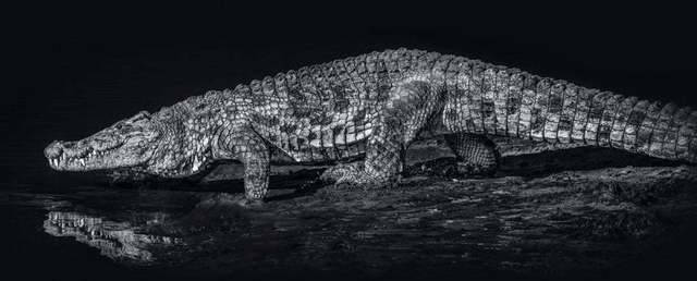David Yarrow, ‘10,000 BC’, 2019, Print, Archival Pigment Print, Maddox Gallery