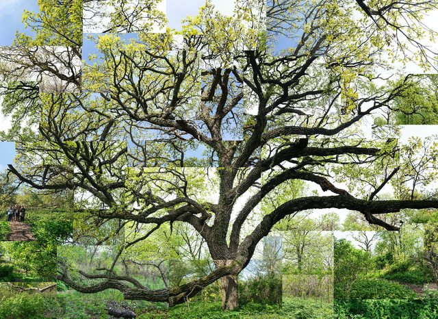 Terry Evans, ‘Spring Bur Oak, April-May’, 2019, Photography, Pigment print, Catherine Edelman Gallery