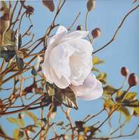Winter Rose