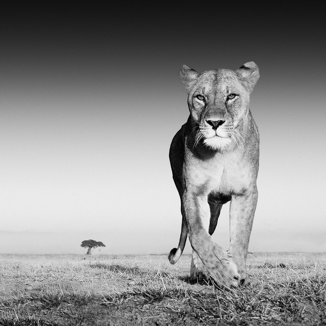 David Yarrow, ‘The Prize’, 2012, Hilton Asmus