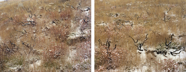 Laura McPhee, ‘Late Fall (Burned Sage Brush)’, 2008, Benrubi Gallery