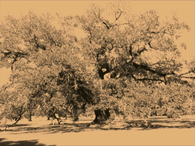 Samson Kambalu, ‘Laughing at the Big Tree on a Slave Plantation’, 2017, Goodman Gallery