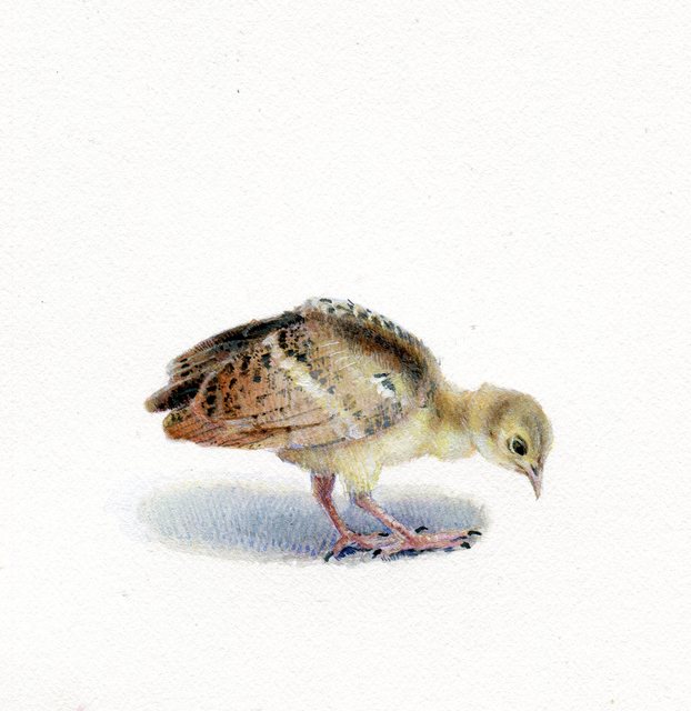 Dina Brodsky, ‘Peacock Chick’, 2018, Garvey | Simon