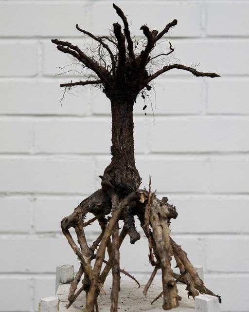 Chih-Chien Wang, ‘Roots of Rose’, 2016, Pierre-François Ouellette art contemporain