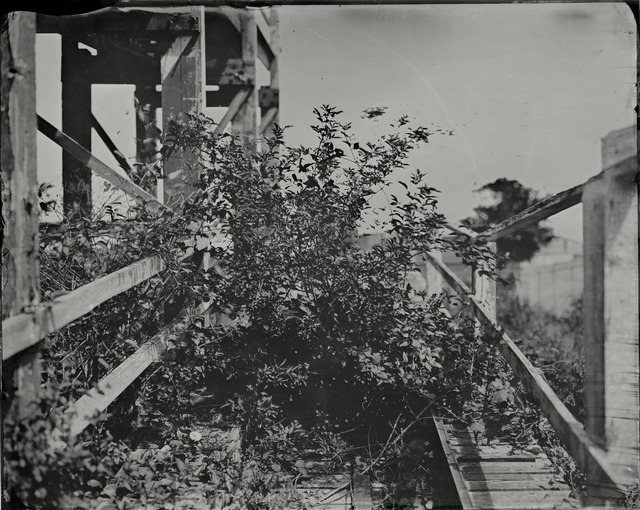 Rob Ball, ‘Tree Summer’, 2013, The Photographers' Gallery | Print Sales