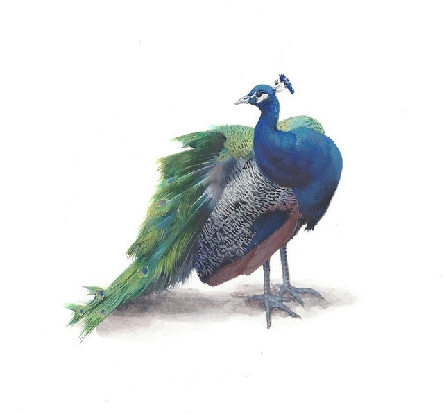 Dina Brodsky, ‘Peacock’, 2019, Garvey | Simon