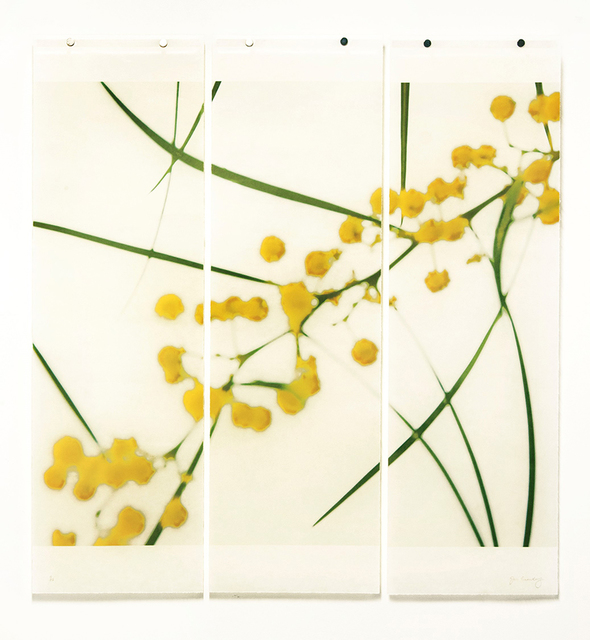 Jeri Eisenberg, ‘Acacia, No.2 (triptych)’, 2018, Carrie Haddad Gallery