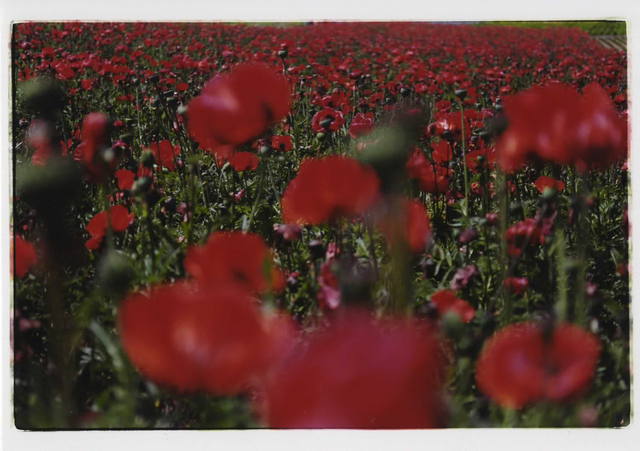 Mika Ninagawa, ‘noir’, 2010, Photography, C-print, framed, Tomio Koyama Gallery