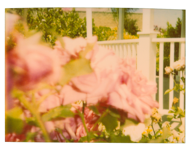 Stefanie Schneider, ‘Rosegarden #04’, 2004, Photography, Digital C-Print based on a Polaroid, Instantdreams