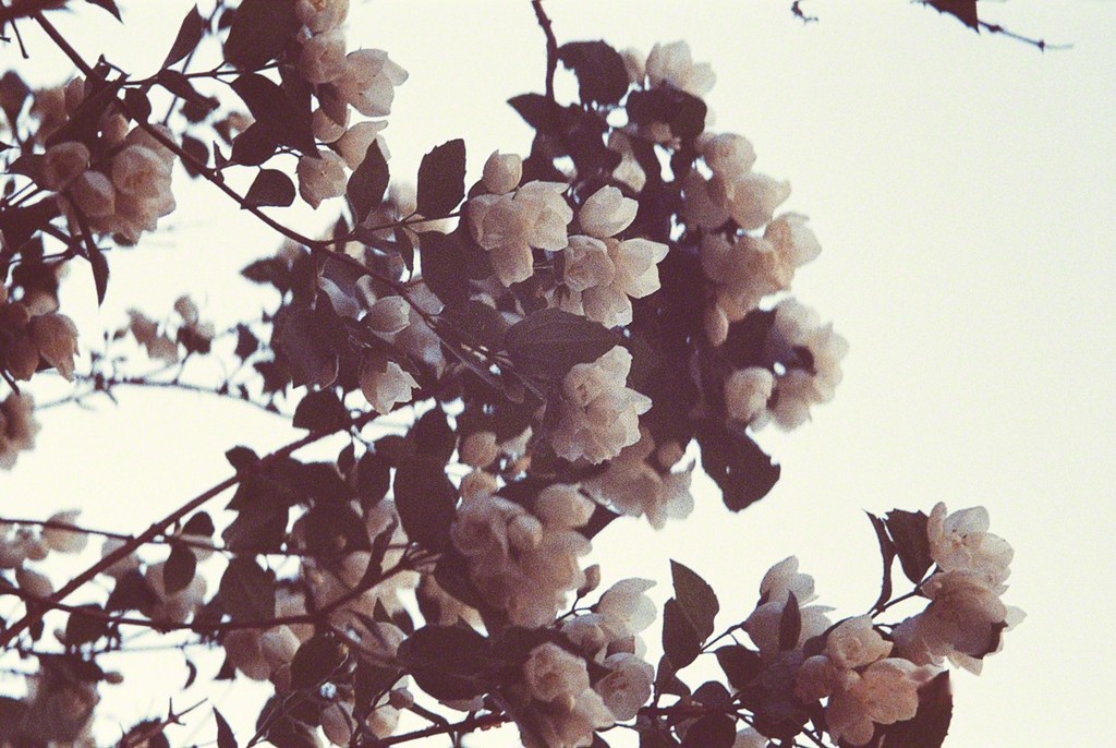 Fleur de Printemps 1, Maude Arsenault, available at theprintatelier.com Fleur de Printemps 1, Maude Arsenault, available at theprintatelier.com
