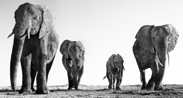 David Yarrow, ‘Boy Band ’, 2014, Photography, Kunsthuis Amsterdam