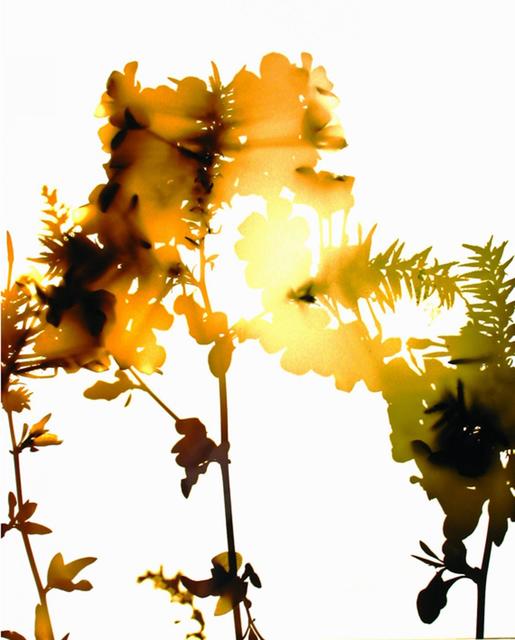 James Welling, ‘#004’, 2005, Print, Chromogenic print mounted to plexiglass, Friends Seminary Benefit Auction