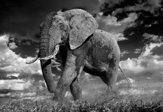 David Yarrow, ‘The Patrician’, 2014, Photography, Archival Pigment Print, Maddox Gallery