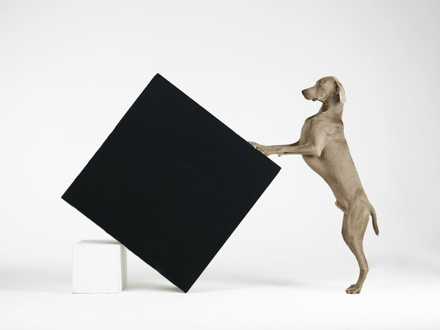 William Wegman, ‘Constructivism’, 2014, Photography, Pigment print, Betsy Senior Fine Art