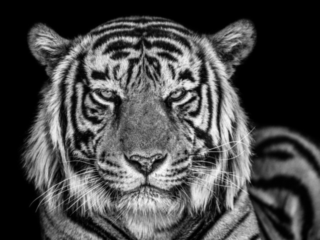 David Yarrow, ‘The Cave’, 2019, Hilton Asmus