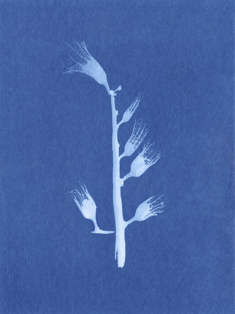 Nina Raasch, ‘Desert Flower #3’, 2017, Spotte Art