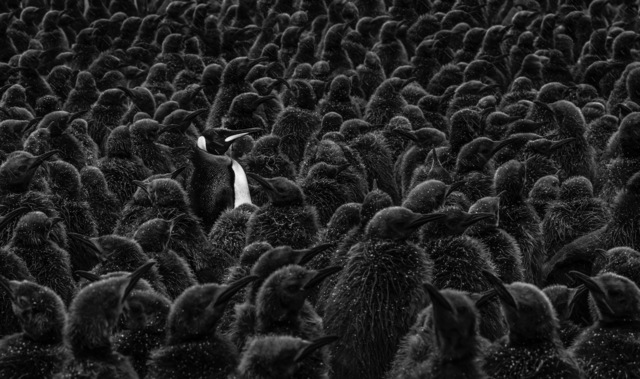 David Yarrow, ‘Daddy's Home ’, 2019, Maddox Gallery