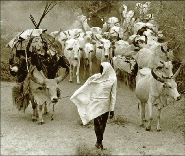 Mirella Ricciardi, ‘Orma Cattle Caravan on the Move’, ca. 1967, Photography, Silver Gelatin Print, Bernheimer Fine Art