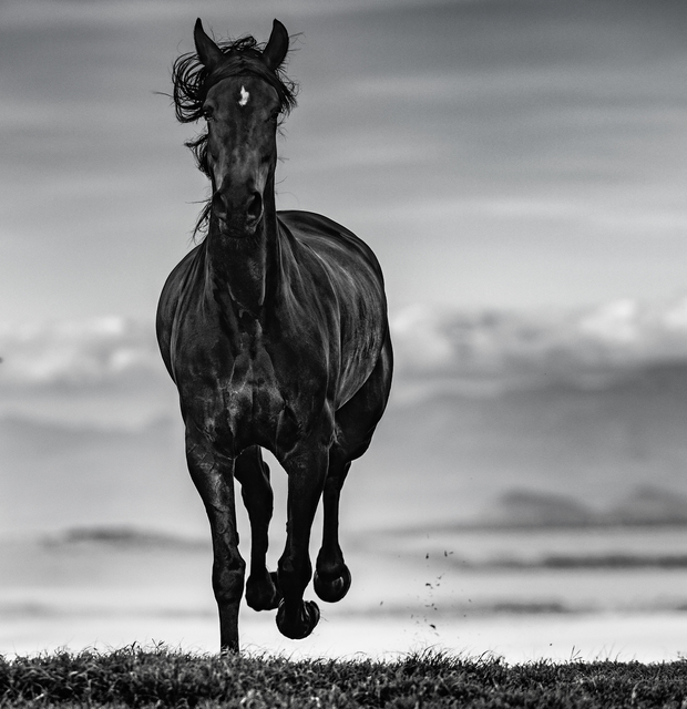 David Yarrow, ‘Black Beauty’, 2019, Fineart Oslo