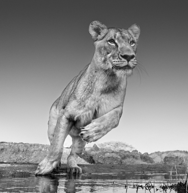 David Yarrow, ‘Emma, Dinokeng, South Africa 2017’, 2017, Holden Luntz Gallery