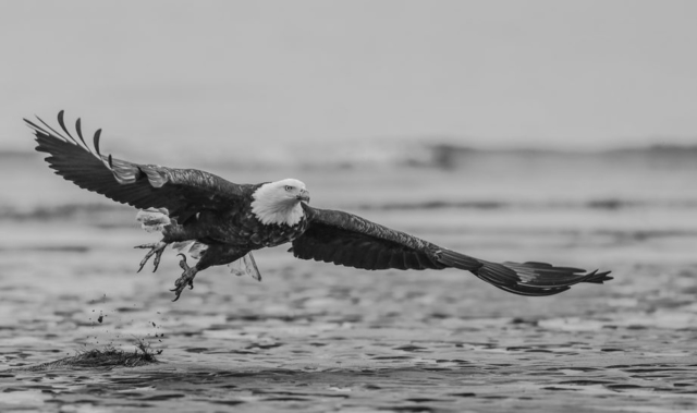 David Yarrow, ‘Taking Flight ’, 2019, Print, Archival Pigment Print, Maddox Gallery