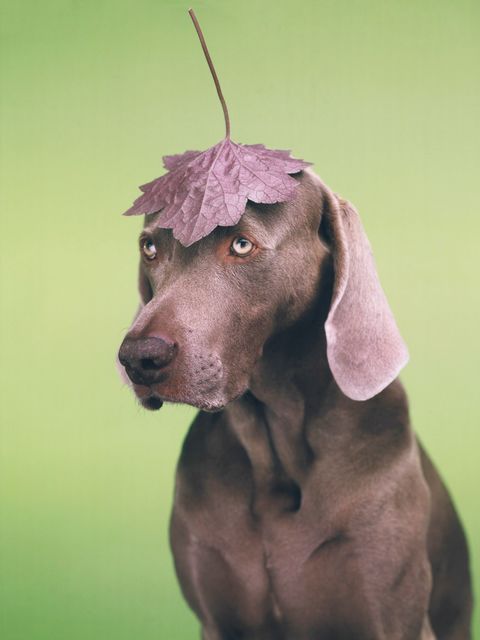 William Wegman, ‘Lid’, 2016, CITYarts Benefit Auction