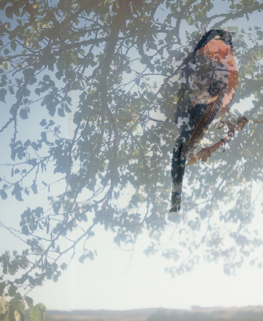 Lien Botha, ‘Birds fragile like glass, Bullfinch’, 2018, Barnard