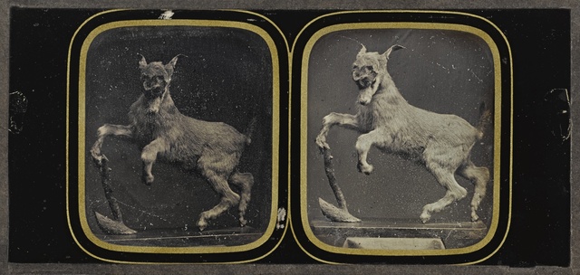 Attributed To Louis Jules Duboscq, ‘Taxidermy Goat Display’, 1855, Sotheby's