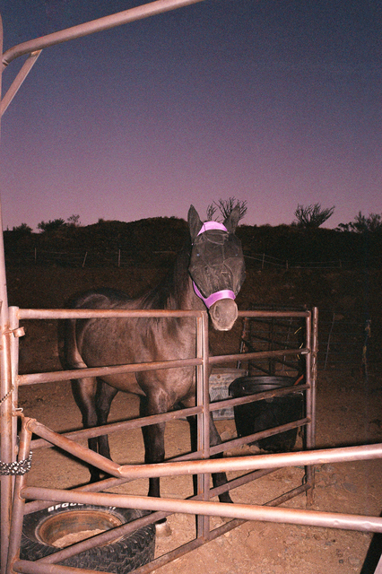 OK McCausland, ‘Saguaro’, 2019, Photography, 35mm color film, SHIM Art Network