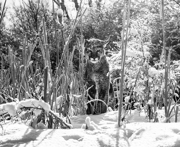 David Yarrow, ‘Silent Witness’, Art Angels
