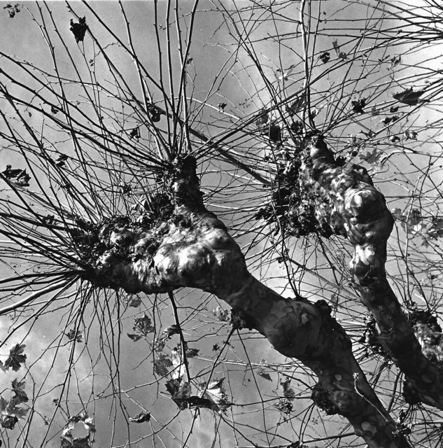 Graciela Iturbide, ‘Vevey, Switzerland’, 2009, Aperture Foundation